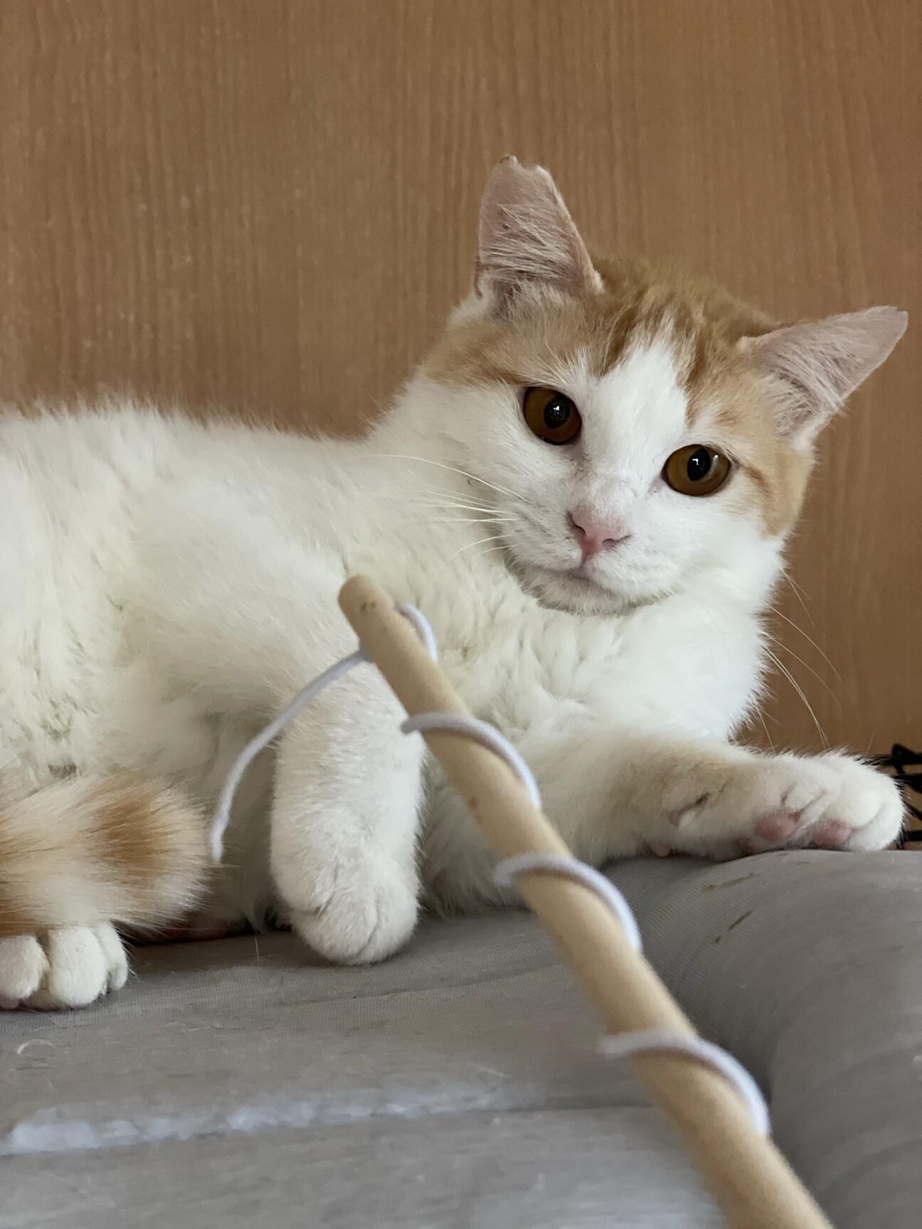 琥珀色の瞳！！8ヶ月茶白」東京都 - 猫の里親募集(539675