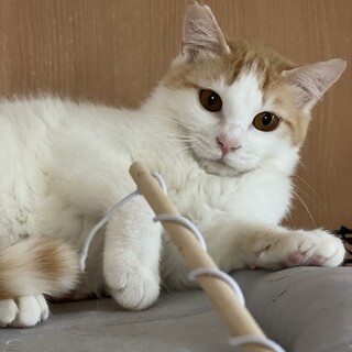 琥珀色の瞳！！８ヶ月茶白の男の子！