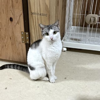 ビビちゃん 膝に乗ってく」鹿児島県 - 猫の里親募集(538540