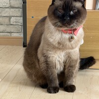 ちゃむ