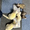 ゆみのすけまる
