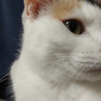 ゆず