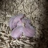 ハリネズミＲ8/4/26生生後2ヶ月譲渡一旦締切 サムネイル2
