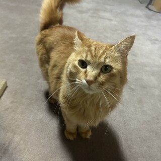めちゃくちゃ甘えん坊の珍しい茶トラロングコート