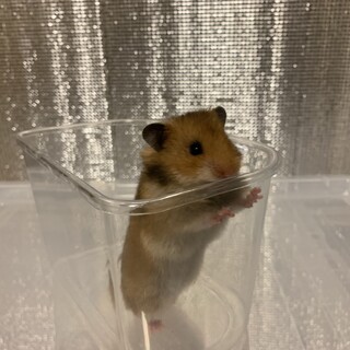 元気いっぱいゴールデンハムスター(生後1ヶ月)