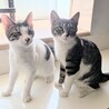 超甘えん坊で超わんぱく♡かんたくん サムネイル3