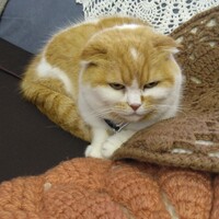 デヴィ