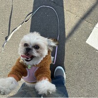ペケ