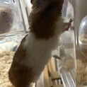ハムスター里親募集してます
