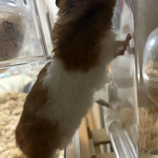 ハムスター里親募集してます