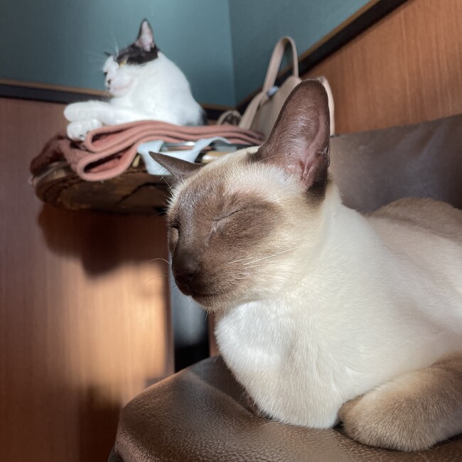 okojikojiのカバー写真