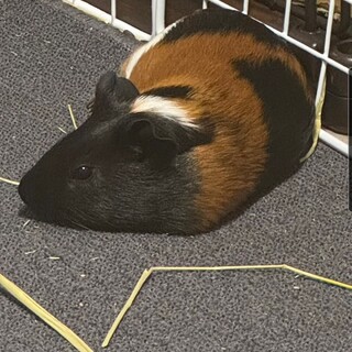 里親様募集中