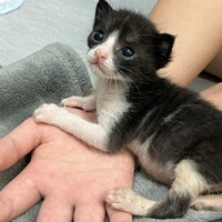 あんこ君