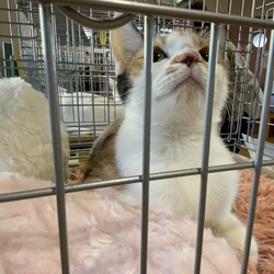 おきなわ美ら猫♡譲渡会 in 天白区