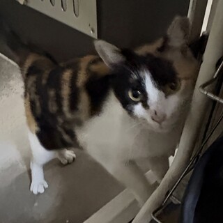 三毛のサクラ猫二歳くらいです、私には懐いてます