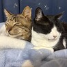 ネコココネコ