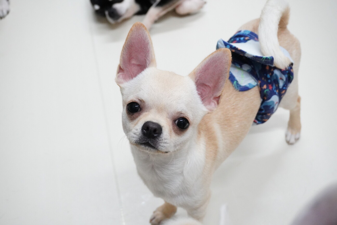 マナーの入った7ヶ月の可...」東京都 - 犬の里親募集(539717 