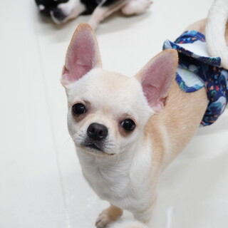 白豆柴 0歳5ヶ月」東京都 - 犬の里親募集(148759) 3枚目の画像