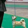 マナーの入った7ヶ月の可愛いボクちゃん サムネイル3