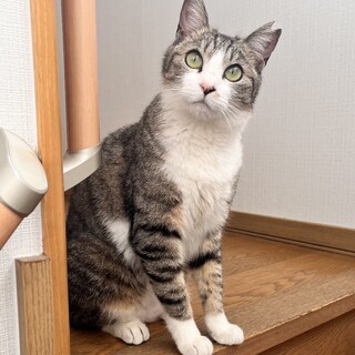 お膝に乗るの大好きな賢い甘えんぼさん