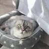 とてもかわいい猫ちゃんです