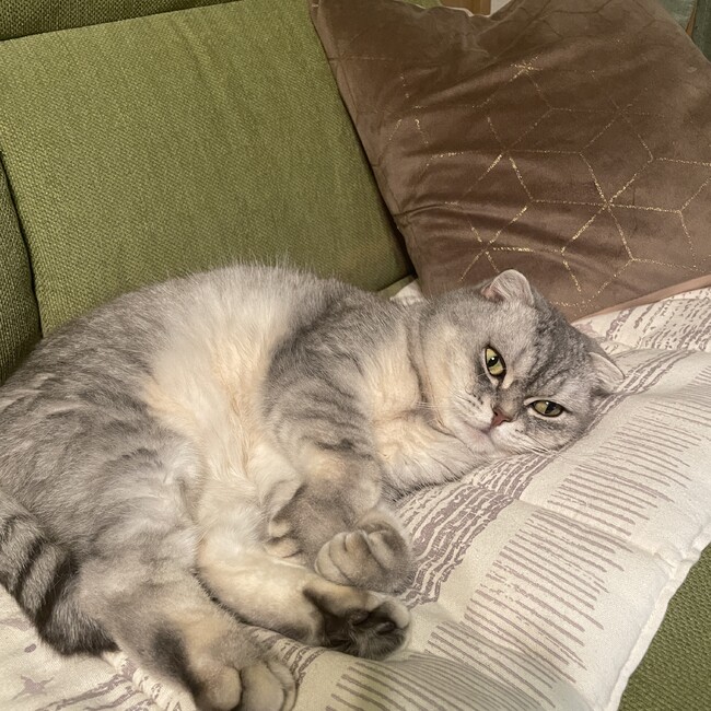 とてもかわいい猫ちゃんですのカバー写真