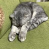 へんな寝方してる玄さん