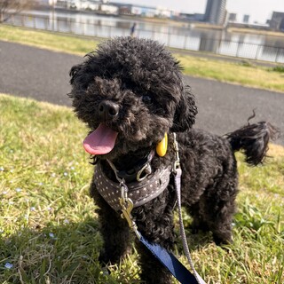 すってんころりん転んでもめげない！Ziggy