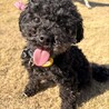 すってんころりん転んでもめげない！Ziggy サムネイル2