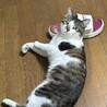 超あまえんぼななつこい男子つくしくん サムネイル3