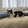 超あまえんぼななつこい男子つくしくん サムネイル4