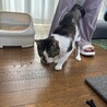 超あまえんぼななつこい男子つくしくん サムネイル5