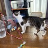 超あまえんぼななつこい男子つくしくん サムネイル6