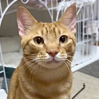 福猫抱っこお膝も人も大好き超甘えん坊ロイ君