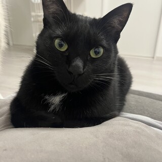 やさしい性格の黒猫くん