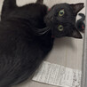 やさしい性格の黒猫くん サムネイル2