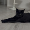 やさしい性格の黒猫くん サムネイル3