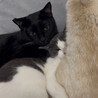 やさしい性格の黒猫くん サムネイル5