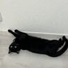 やさしい性格の黒猫くん サムネイル6