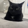 やさしい性格の黒猫くん サムネイル7