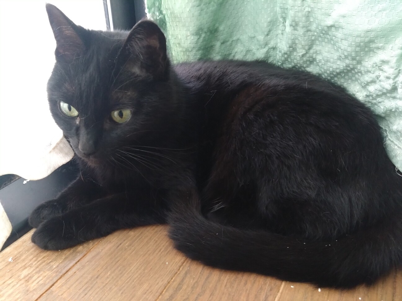 急募！！黒猫ちゃん ♀」福岡県 - 猫の里親募集(539730) :: ペットの