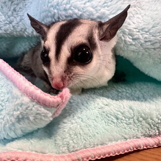 フクロモモンガ　里親決定