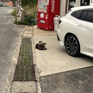 お外で暮らしてきた黒猫くん