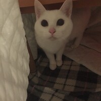 モモカ