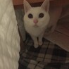 モモカ