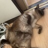 カイ