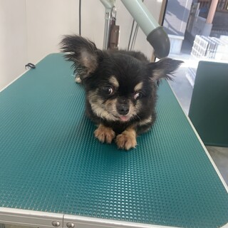 小型犬の保護犬里親募集情報 :: ペットのおうち【里親決定30万頭！】