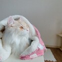ふわふわ大きい高貴猫さん