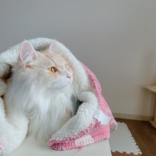 ふわふわ大きい高貴猫さん