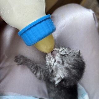 かわいい3匹の子猫です！